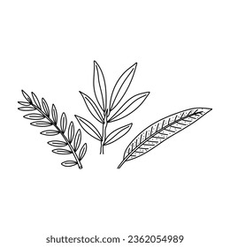 Hand drawn doodle set illustrations of olive branches isolated on a white background.