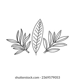 Hand drawn doodle set illustrations of olive branches isolated on a white background.