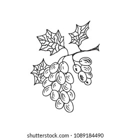 Hand Drawn Doodle Sketch Line Art Vector Illustration of Bunch of Ripe Grape. Emblem Poster Banner Black Outline Design Element Template