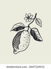Vetor desenhado à mão doodle esboço conjunto com limões, coquetéis cítricos e garrafa de limoncello em estilo mediterrâneo vintage. Ilustração de comida e bebida de verão italiana, coleção dolce vita.