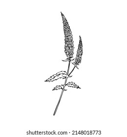 Handgezeichnete Doodle-Geschwindigkeit im realistischen Stil. Vektor Veronica Blume. Blumenskizze. Umriss.