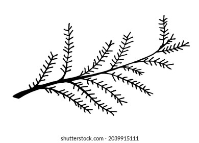 Hand drawn doodle of spruce or fir tree branch isolated on white background. Vector illustration. Conifer sketch. Design for print, banner, greeting card, logo, stikers