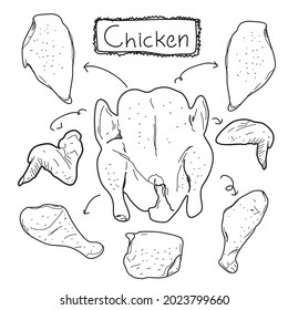 hand drawn doodle style chicken pieces set on white background