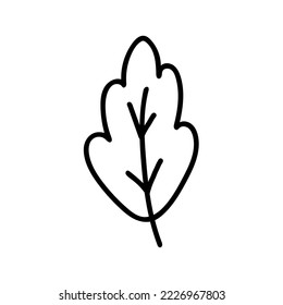 Hand drawn doodle style vector illustration of single oak tree leaf. Black sketch isolated on white. Can be used for coloring book