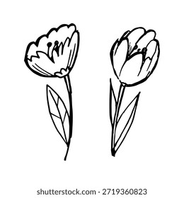 Dibujado a mano doodle tulip conjunto con dos flores en diferentes poses y hojas. Ilustración floral de arte de línea mínima para la marca, papelería de boda, embalaje, diseño de primavera y decoración.