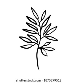 Hand drawn doodle vector branch for posters, greeting cards, web, clothes, wrapping paper. Floral outline element isolated on white background.