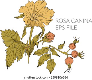 Hand drawn doodle vector floral elements with rosa canina flower and bud blooming in summertime presented on white background - Vector element for design