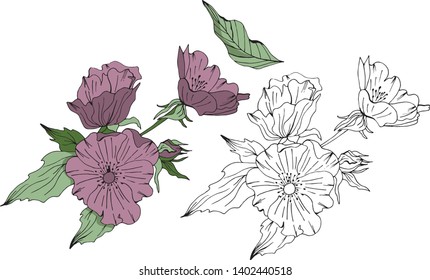 Hand drawn doodle vector floral elements with rosa canina flower and bud blooming - Vector elements for graphic design