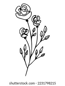 Hand drawn doodle vector herbal, floral clipart. 