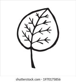 Hand drawn doodle vector icon of aspen leaf, isolated on white background