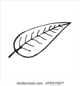 Hand drawn doodle vector icon of a leaf, isolated on white background