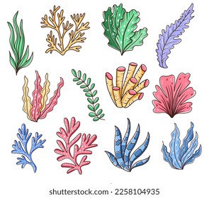 Ilustración del vector del doodle dibujado a mano con conjunto de algas submarinas de color