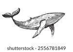Hand drawn doodle  whale in vector. Sketch art with sea animal. 100% vector hand drawm image.