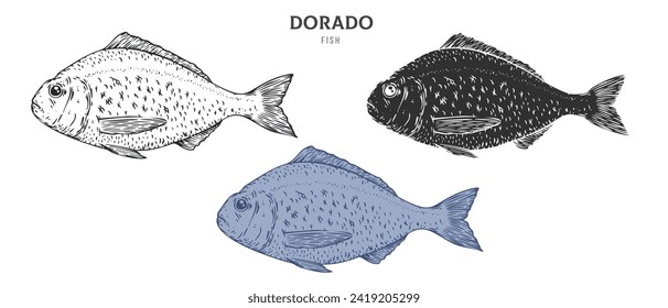 Hand drawn dorado fish isolated on white background. Set cartoon element in outline, monochrome and color version. Vector illustration in retro vintage engraving style.