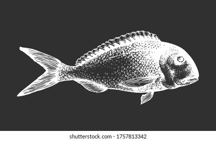 Hand drawn dorado illustration. Vector fish illustration on chalk board.