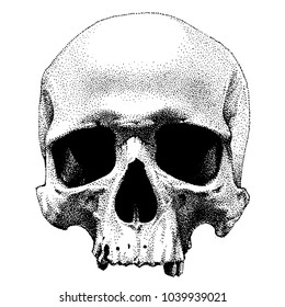 Hand drawn dotted style skull. Vector object isolated on white background