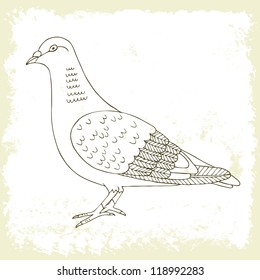 hand drawn dove