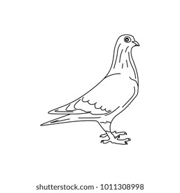 Hand drawn Dove bird, Piegon vector illustration black and white. Natural drawing line art style.