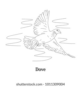 Hand drawn Dove bird, Piegon vector illustration black and white. Natural drawing line art style.