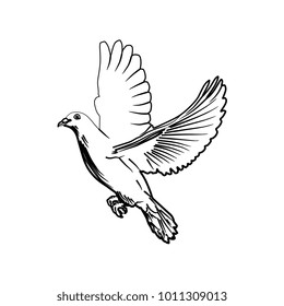 Pigeon Hand Drawn Illustration Vector Set Stock Vector (Royalty Free ...