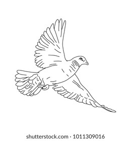 Hand Drawn Dove Bird Piegon Vector Stock Vector (Royalty Free ...