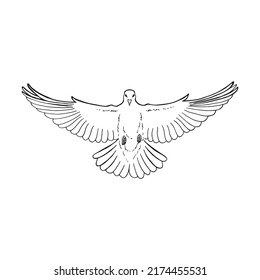 Hand Drawn Dove Outline Line Art Stock Vector (Royalty Free) 2174455531 ...