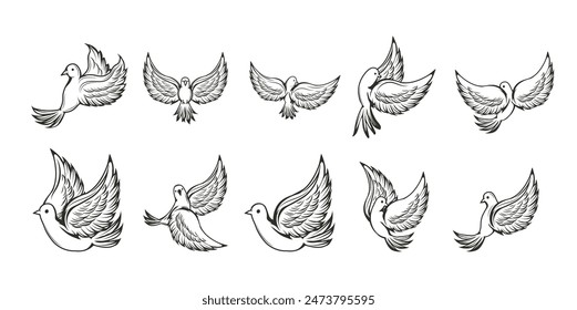 Conjunto de Vector de paloma dibujado a mano 