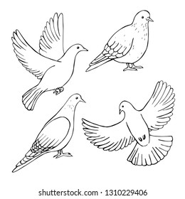Hand drawn doves . Vector sketch  illustration.