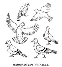 Drawing Dove Images, Stock Photos & Vectors | Shutterstock