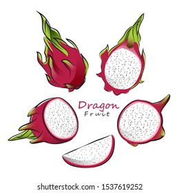 Hand drawn dragon fruit collection isolated on white background. Vector illustration.