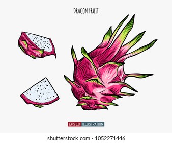 Hand drawn dragon fruit isolated. Template for your design works. Engraved style vector illustration.