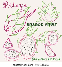 Hand drawn dragon fruit or pitaya multicolor line art vector illustration. Colorful line art exotic fruit design.