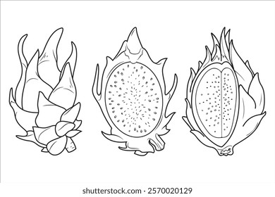 Hand drawn dragon fruit set,Line art style illustration