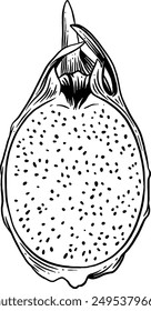 Hand drawn Dragon fruit Sketch Illustration