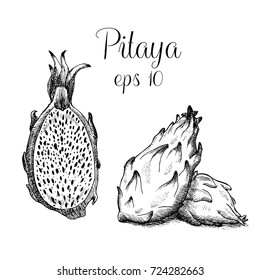 Hand drawn dragon fruit. Sketch style