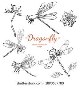 Hand drawn dragonflies on white background. Black line art vector illustration.