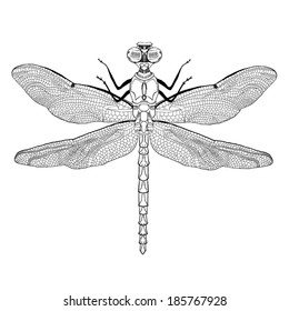 Hand Drawn Dragonfly