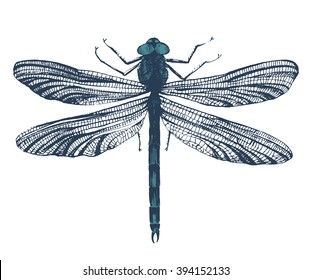 391 Dragonfly Etching Images, Stock Photos & Vectors | Shutterstock