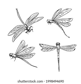 Hand drawn dragonfly. Set sketch vector illustrations. Black ioutline solated on white background