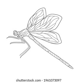 Hand drawn dragonfly with simple soft patterns on the wings and body. Insect. Summer illustration on a white isolated background. For coloring book pages.