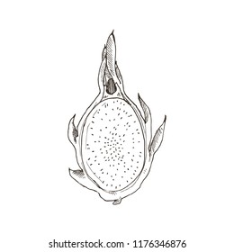 Hand drawn dragonfruit  isolated on white background. Tropical fruit sketch vector illustration.