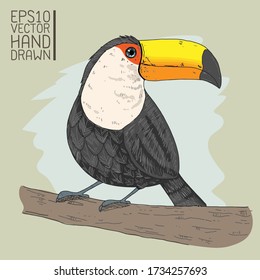 Hand drawn drawing of toucan bird 