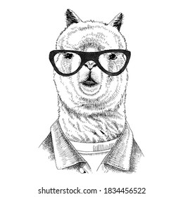 Hand drawn dressed up llama in hipster style. Vector illustration