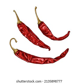 Hand drawn dried chili peppers. Vector illustration isolated on white background.