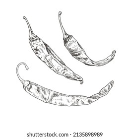 Hand drawn dried chili peppers. Vector illustration isolated on white background.