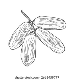 Dátiles secos dibujados a mano en la rama, Ilustración vectorial del bosquejo aislada en el fondo blanco. Dibujo monocromo con textura de grabado. frutas dulces saludables de palmera.