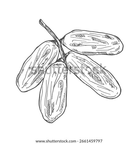 Hand drawn dried dates on branch, sketch vector illustration isolated on white background. Monochrome drawing with engraving texture. healthy sweet fruits of palm tree.
