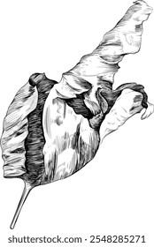 Hand drawn dried leaves. Black and white engraved ink. Isolated detailed leaf illustration element on white background.