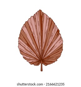 Hand drawn dried palm tree leaf isolated on white. Vector illustration in sketch style
