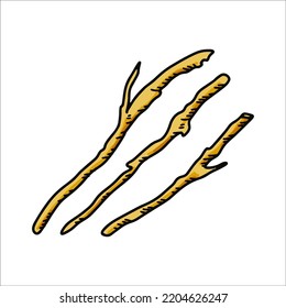 Hand drawn dried root isolated on white background. Botanical vector illustration in colored sketch style for packaging, logo, scientific articles design
